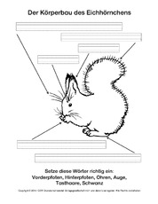 Ab-Eichhörnchen-Körperbau.pdf